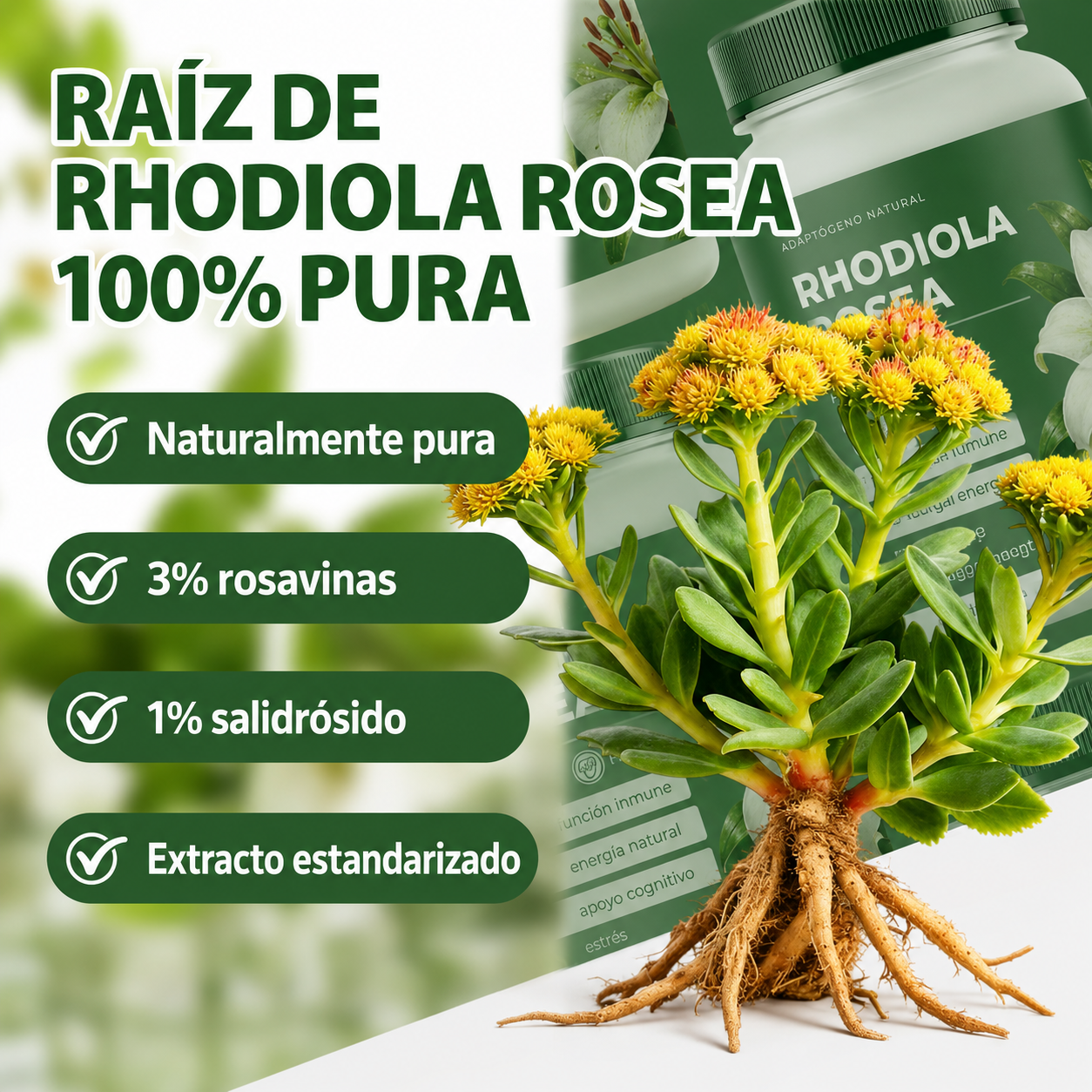 Rhodiola Rosea® - Suplemento Orgánico para Aliviar el estrés, Energía sostenida, Enfoque mental y Apoyo natural de bienestar diario