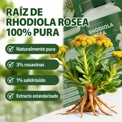 Rhodiola Rosea® - Suplemento Orgánico para Aliviar el estrés, Energía sostenida, Enfoque mental y Apoyo natural de bienestar diario
